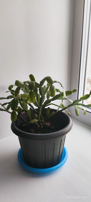 Продам цветы комнатные