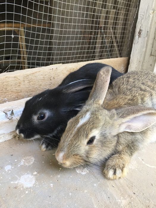 Зотли куёнлар сотилади