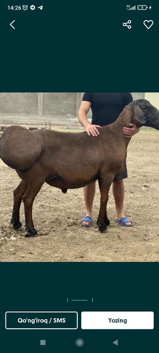 Qoylar sotiladi hayit ayyomiga