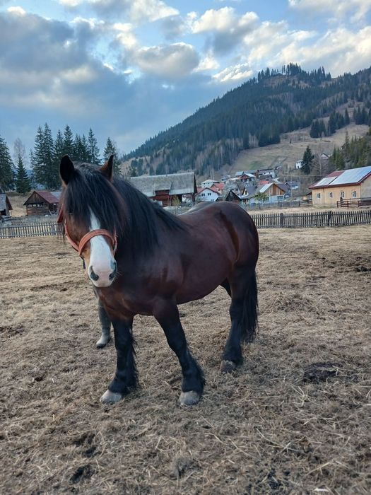 Vand armasar de 4 ani foarte cuminte invțat la pădure și căruță...