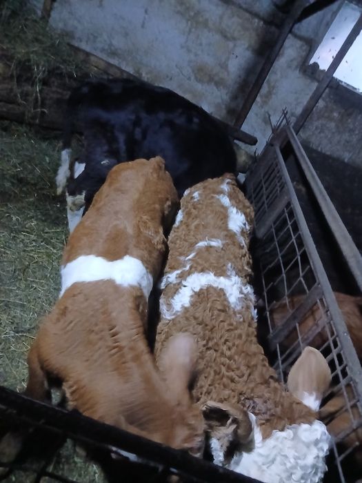 Un tauras si 2 vitele