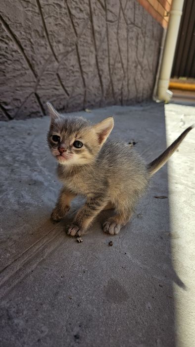 Котёнки продаются