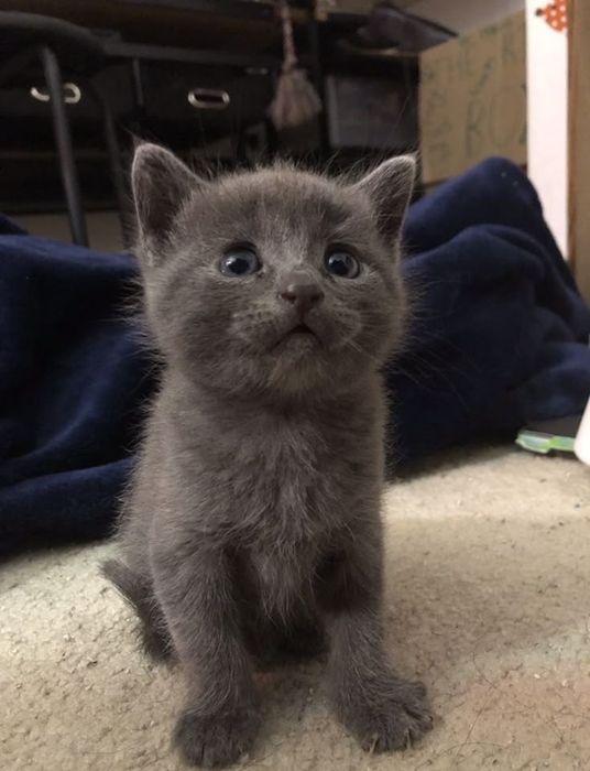 Милые и породистые котята (турецкая ангора)