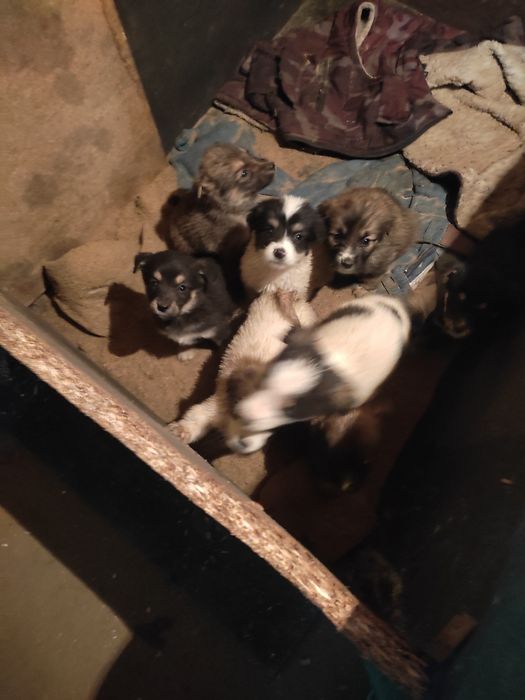 Щенята восемь штук