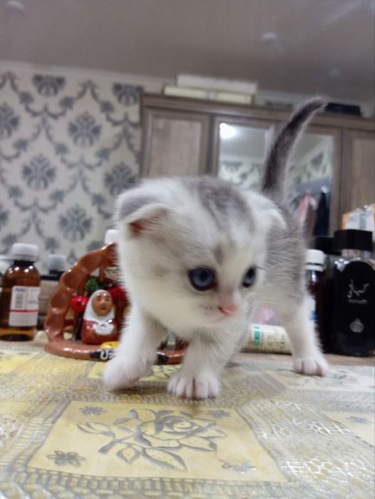 Продается котята породистые. 1,5 месячные.  Папа шеншылла. Мама скодти