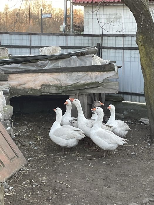 vând  6 gâste de casă