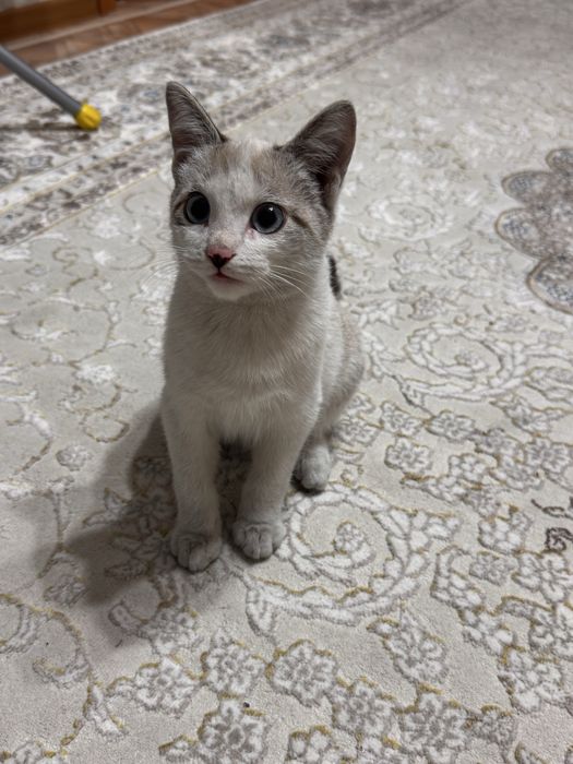 Отдам котенка (мальчик) в добрые руки