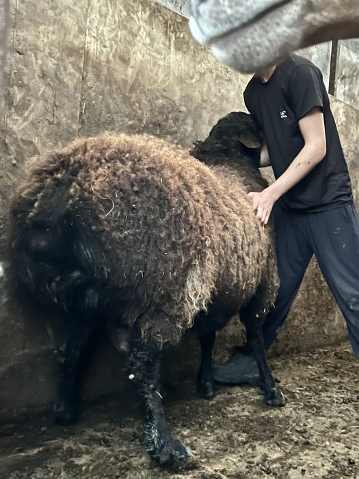 Продам кошкара Гисара на племя