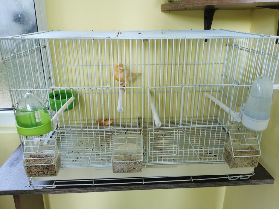 O pereche canari galbeni cu colivie