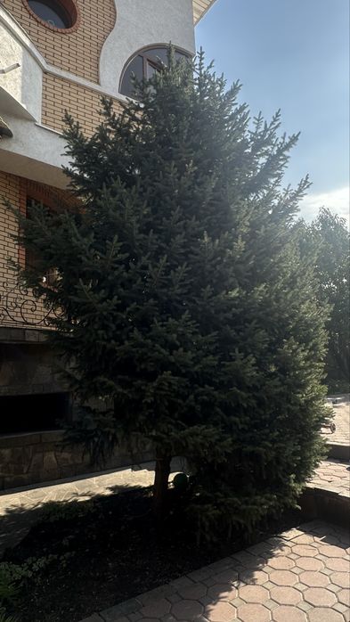 Ель 5-6м самовывоз