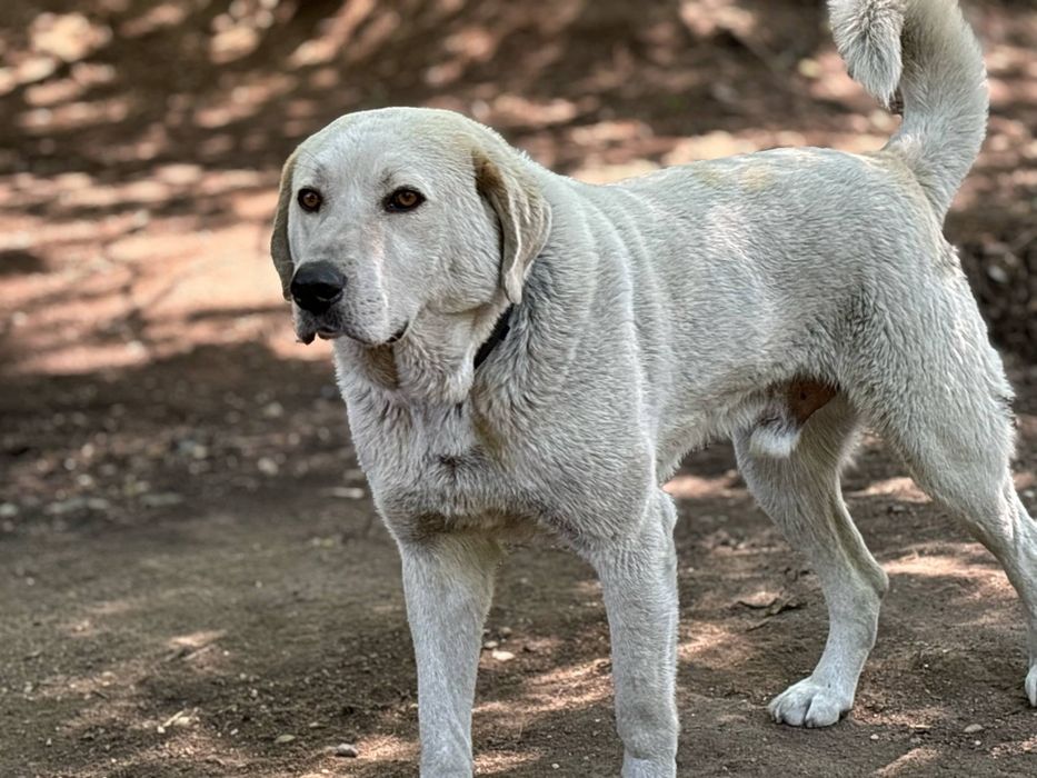 Подарява се кученце Ламбо