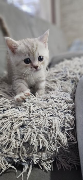 Британски и шотландски котенца