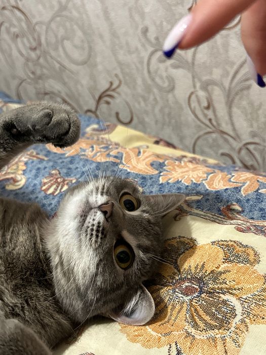 Отдам кошечку в хорошие руки