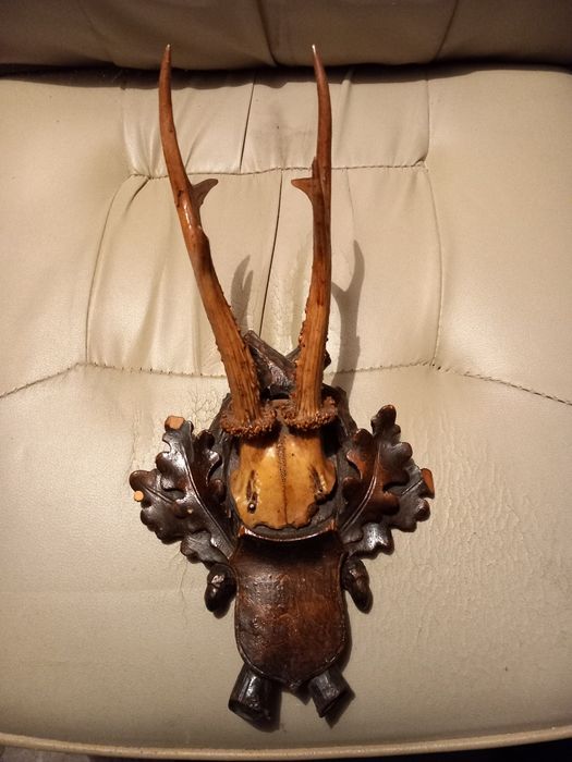 Vand trofeu coarne de caprior