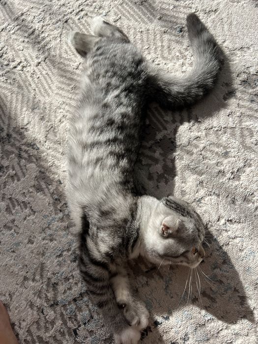 Продаю шотландца вислоухого