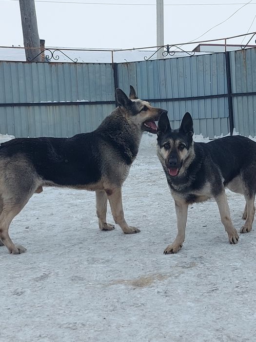 Лучший племенной кобель для вязки