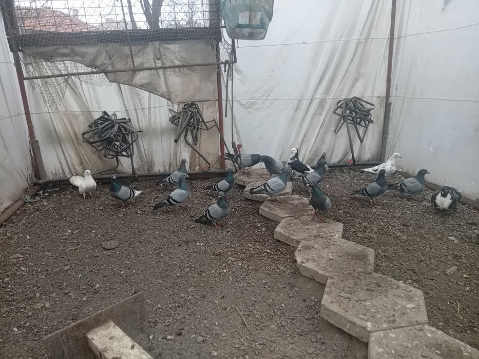 Пощенски гълъби на символични цени