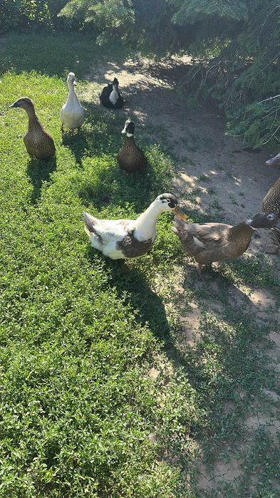 Ouă Eco de Casă – Proaspete și Naturale!