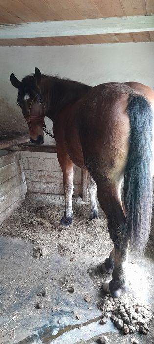 Vand manza invatata la ham