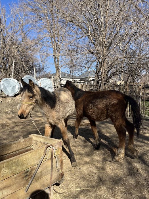 Екі ұрғашы жабағы