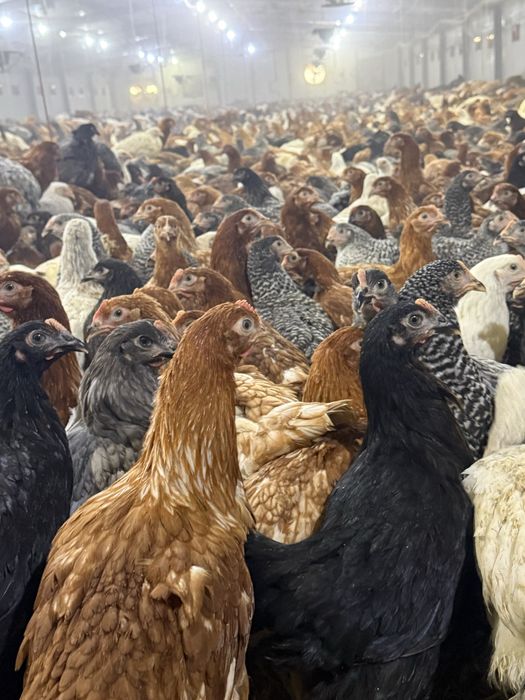 Puicute oua 16 saptamani