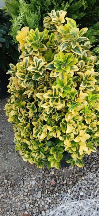 Gazon rulou  sistem de irigații cu automatizare semințe de  gazon