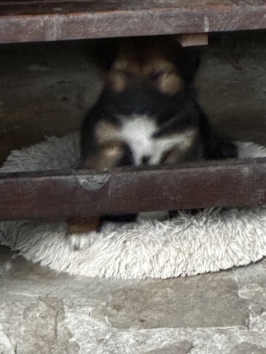 Кученца които спешно търсят дом