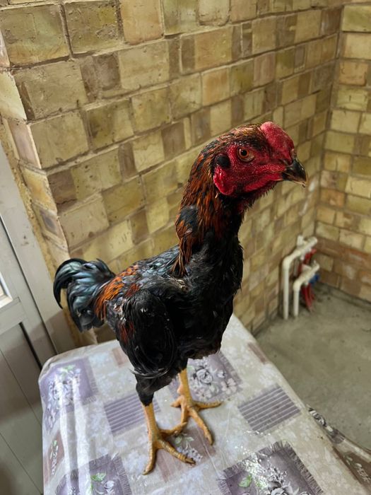 Dakan xoroz sotiladi