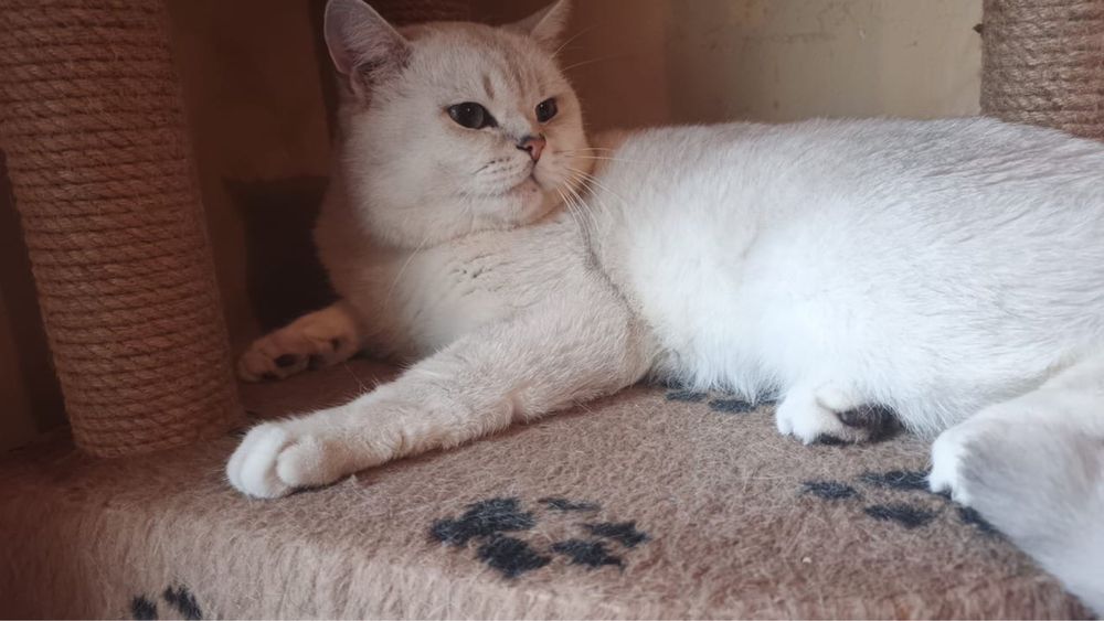 Продам     котят