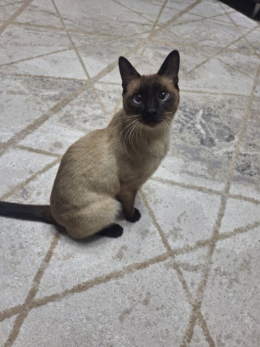 Сиамский кот кастрированный