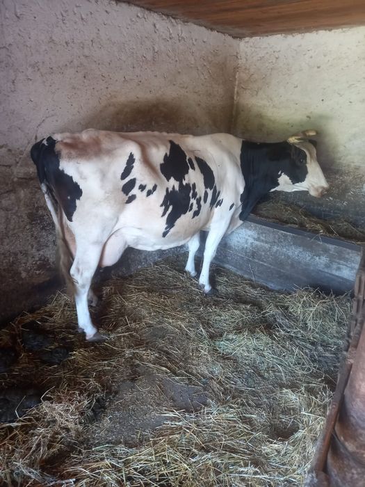 De vânzare doua vaci, una fatata iar una mai are o săptămână până la fătare