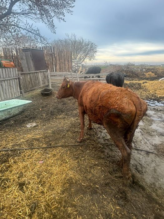 Продам коров сиыр