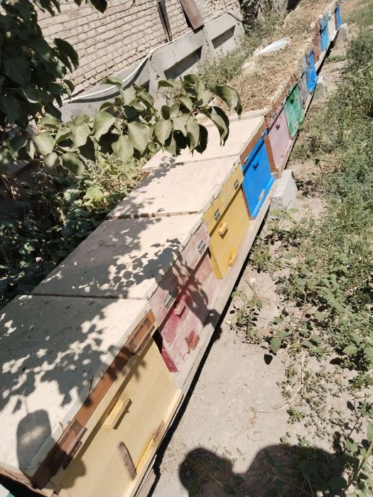 Асалари оиласи сотилади