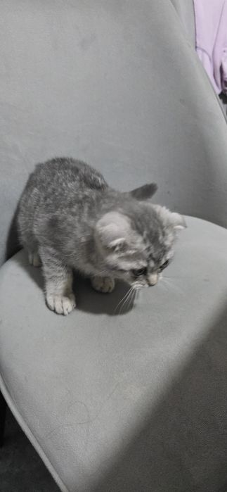 Скотиш фолд чистокровный с преданным