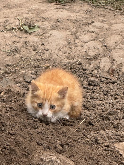Срочно отдам котят