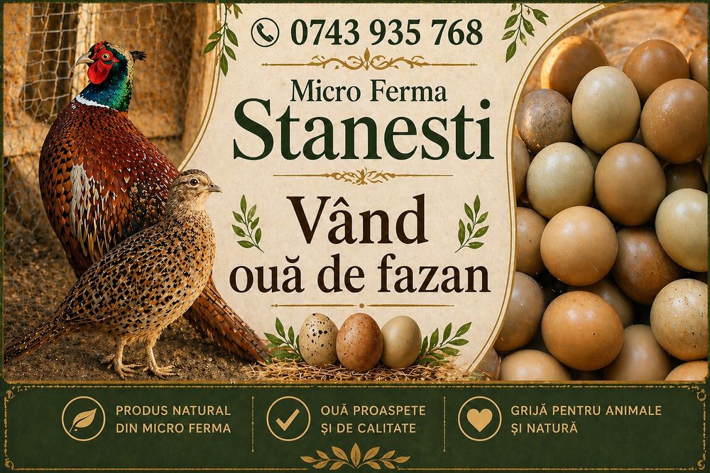 Ouă de fazan comun