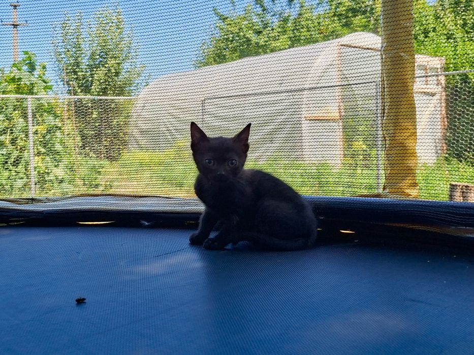 Pisicuțe spre adopție