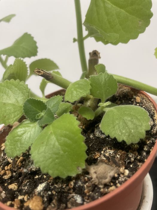 Цветы мята недорого