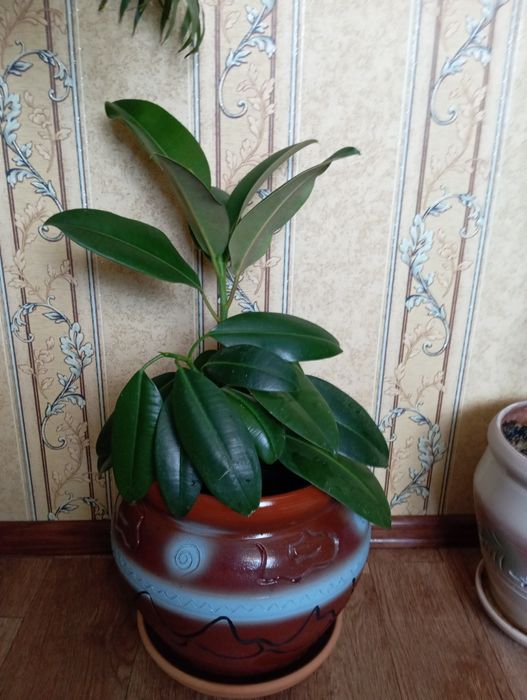 Фикус 1 метр.дешево