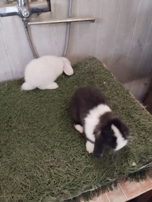 Сотилади куенлар минилоп сплит