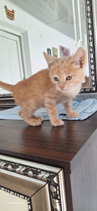 Красивый котенок  в добрые руки
