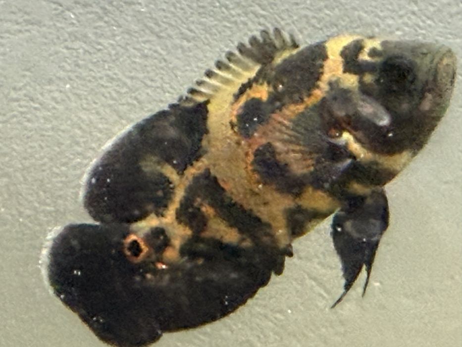 Продам остронотусов