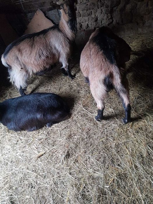 Capre gestante de vanzare