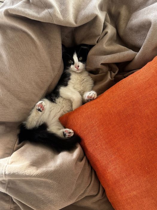 Отдам котят в хорошие руки