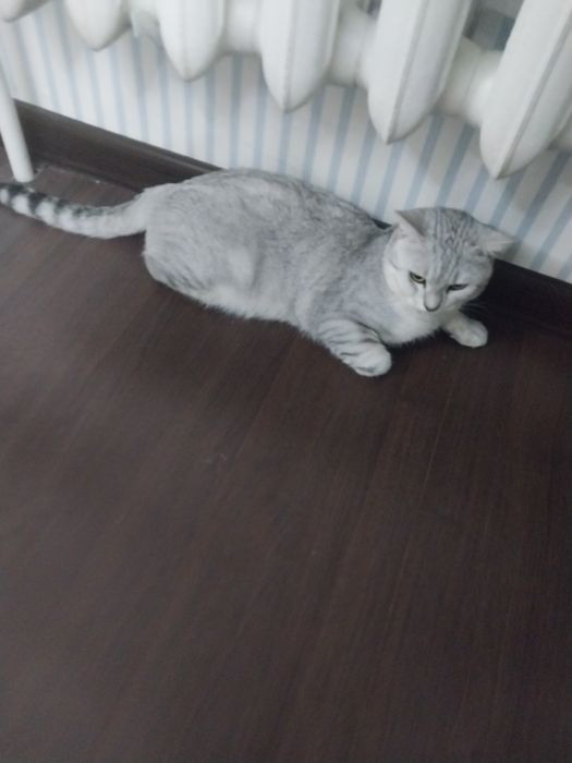 Отдадим кота в добрые руки