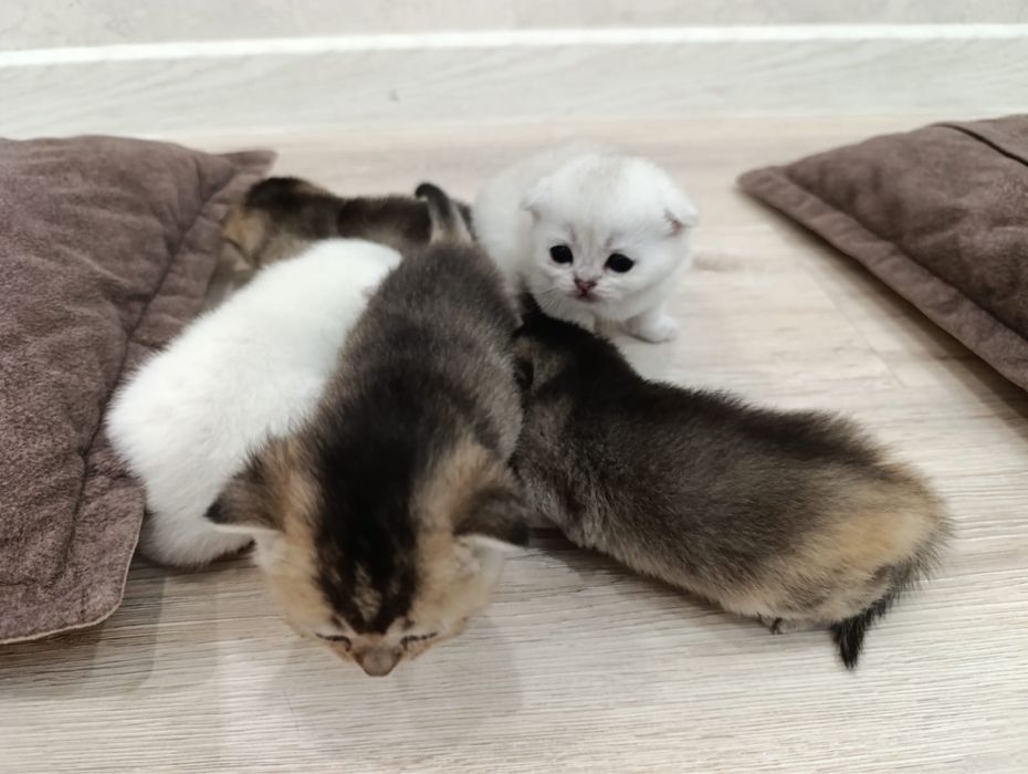 Котята Шотландская Шиншилла
