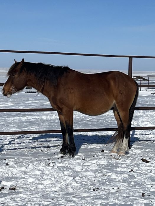 Продается жеребец