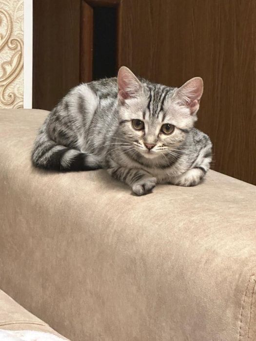 Продается котенок Бенгал