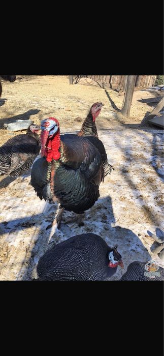 В продаже индюшиное яйцо биг 6