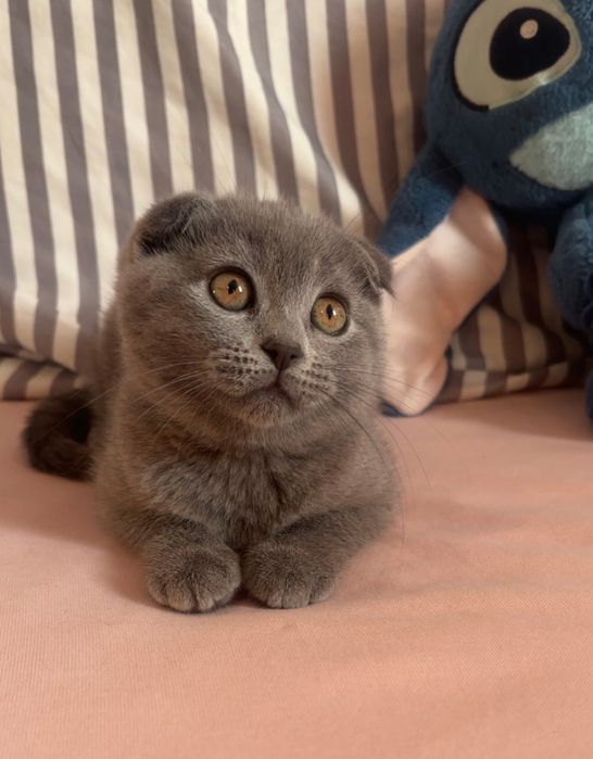 Шотландско котенце